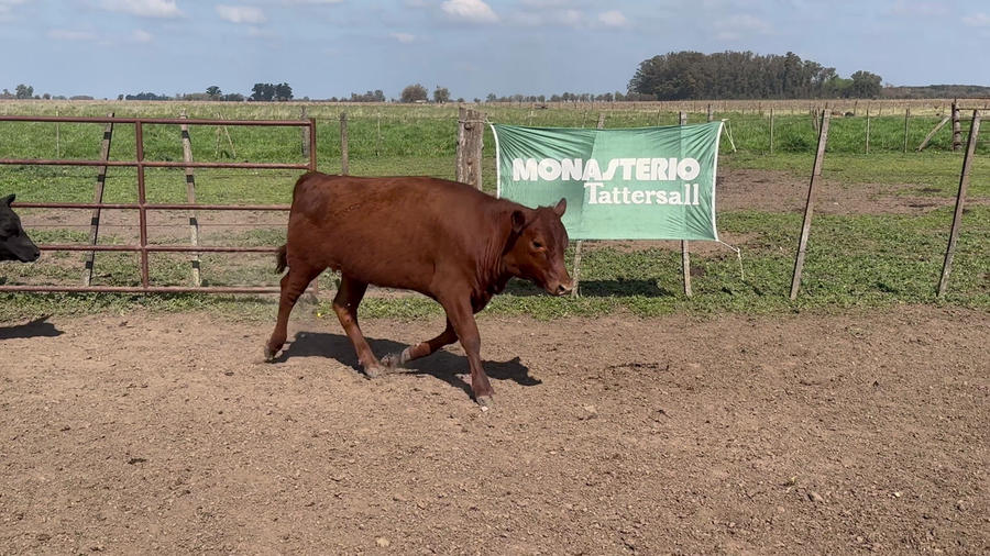 Lote 70 Terneros/as en Buenos Aires, Chivilcoy