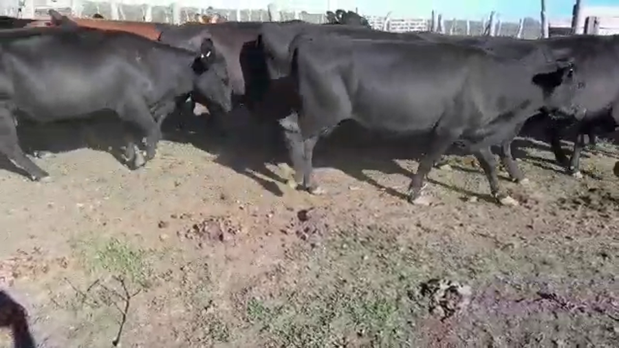 Lote 30 Vacas CUT preñadas en Villaguay, Entre Ríos
