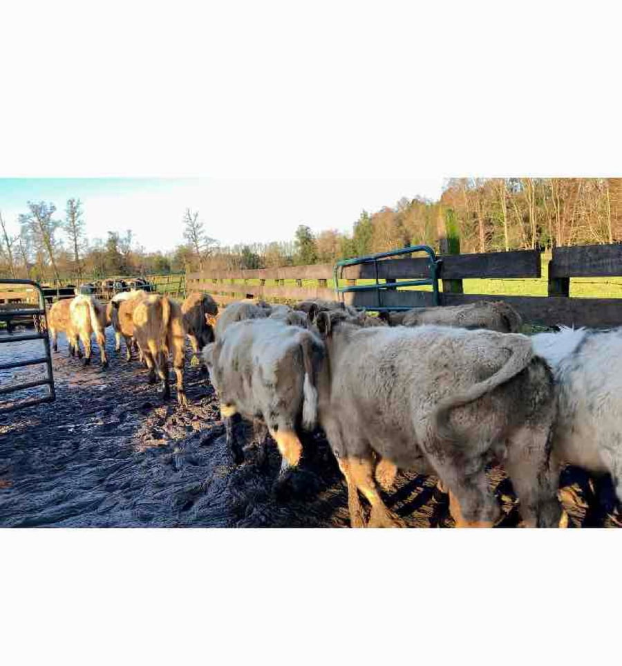 Lote 30 Ternero en Puyehue, X Región Los Lagos