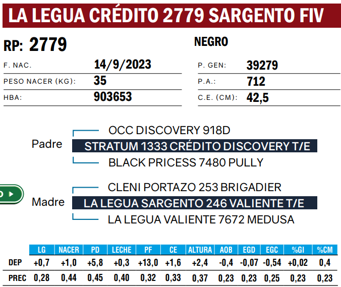 Lote TOROS ANGUS  PP