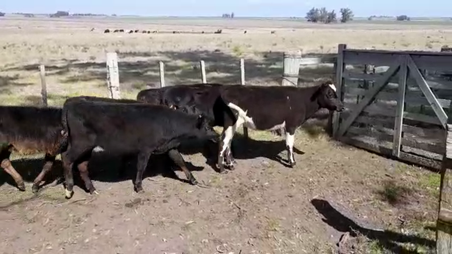 Lote (Vendido)6 Terneras ANGUS/ HOLANDO a remate en PANTALLA FEDERICO GARLAND 150kg -  en ISMAEL CORTINAS