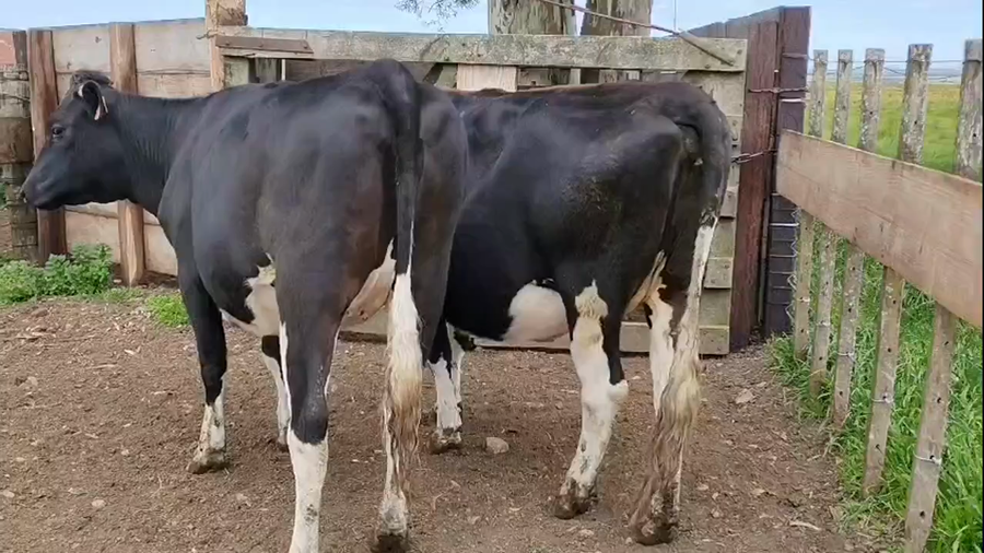 Lote 2 Vaquillonas  a remate en Pantalla Camy 500kg - , San José