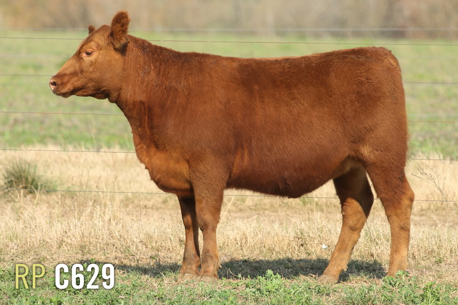 Lote 3 TERNERAS PURAS DE PEDIGREE