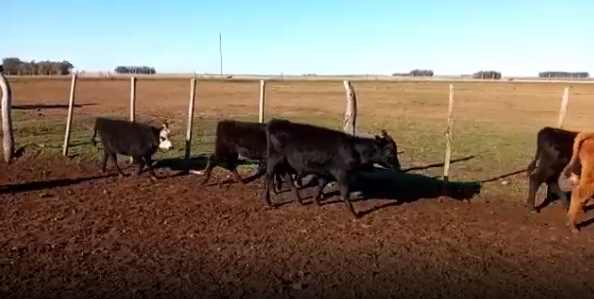 Lote 36 Terneros en Tacuarembó