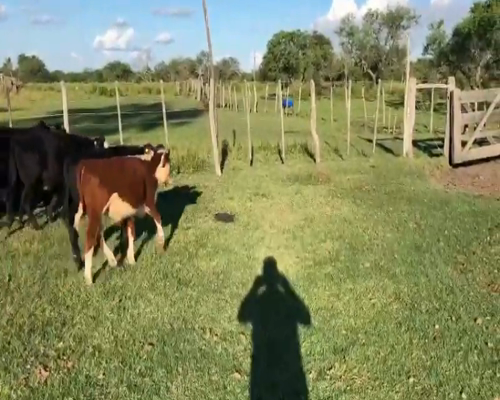 Lote 150 Terneros/as en Entre Ríos, Federal