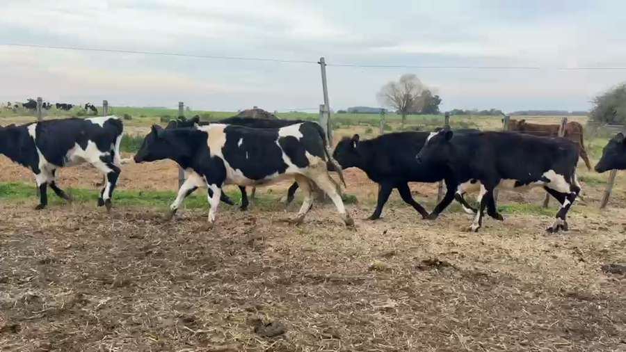 Lote VAQUILLONAS 1 a 2 AÑOS
