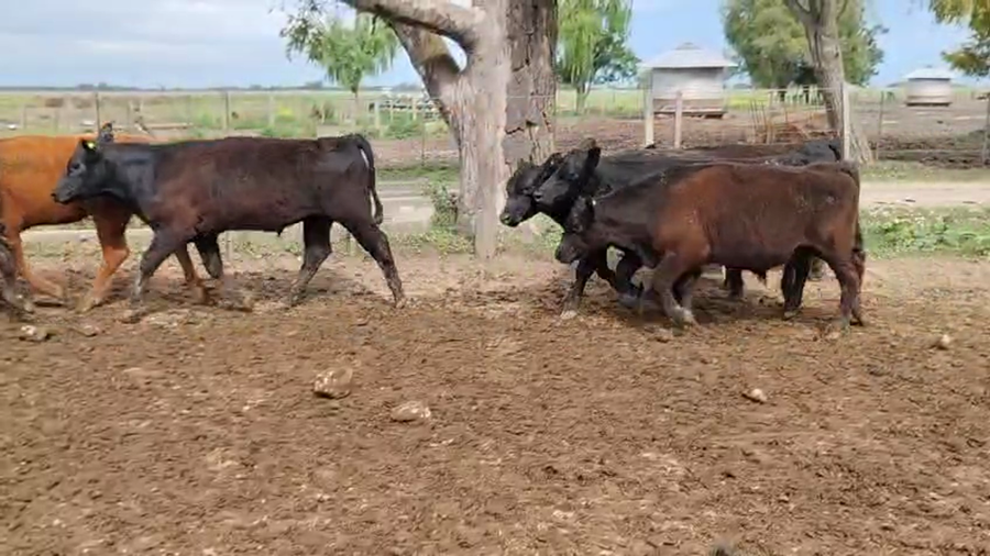 Lote 130 Terneros
