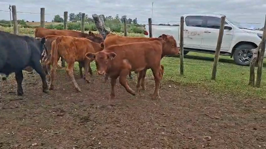 Lote TERNEROS