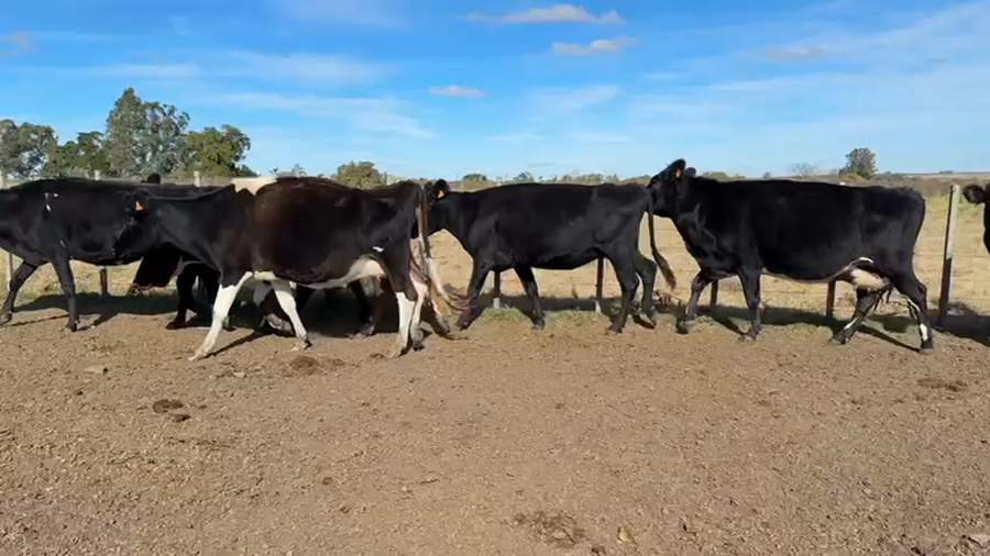Lote VACA DE INVERNADA