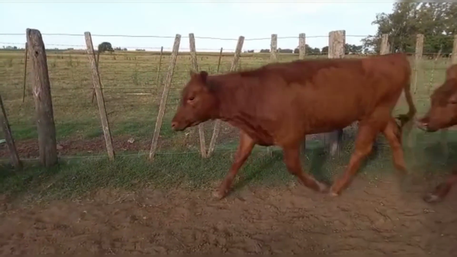 Lote 80 TERNS HEMBRAS, PEHUAJO, PCIA. DE BS. AS.