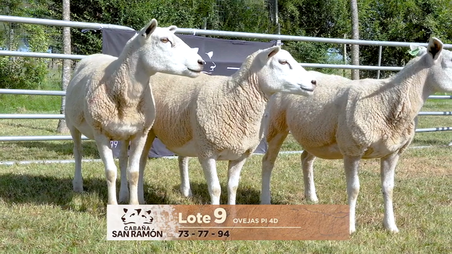 Lote Lote 9