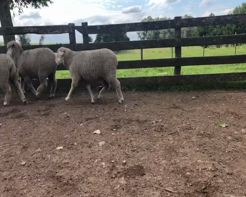 Lote 12 Borregas en Cerro Largo, Cerro Largo