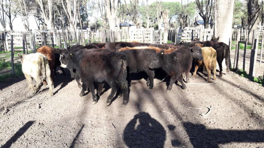 Lote 25 Terneras en Gral. Lamadrid, Buenos Aires