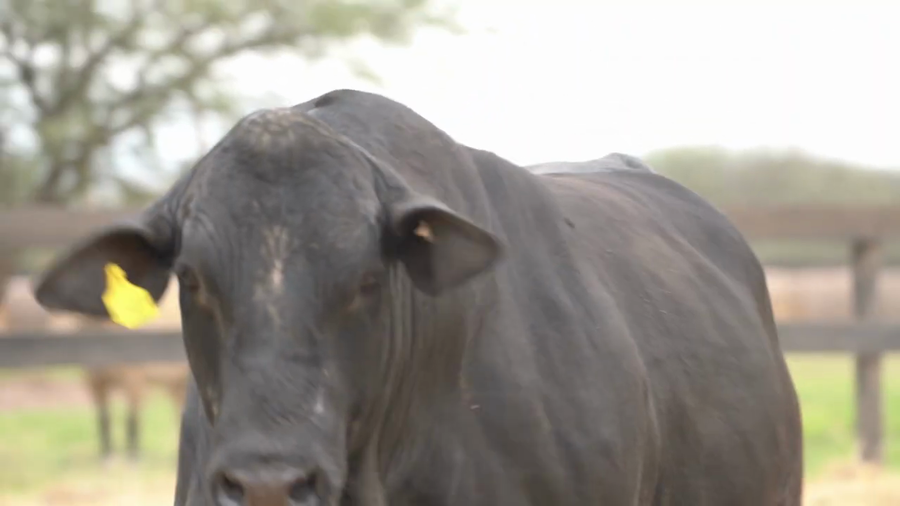 Lote Toros Brangus