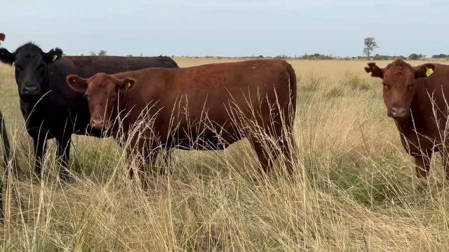 Lote 150 Vaquillonas C/ gtia de preñez en Buenos Aires, Gral. Madariaga