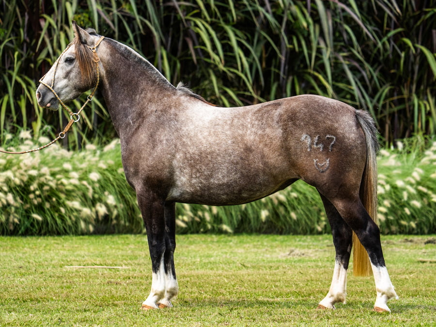 Lote Guirita Hechicera