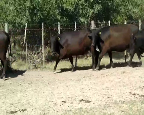 Lote 15 Vaquillonas MAS preñadas en Punta Indio, Buenos Aires