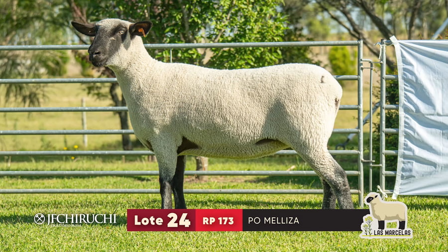 Lote LOTE 24