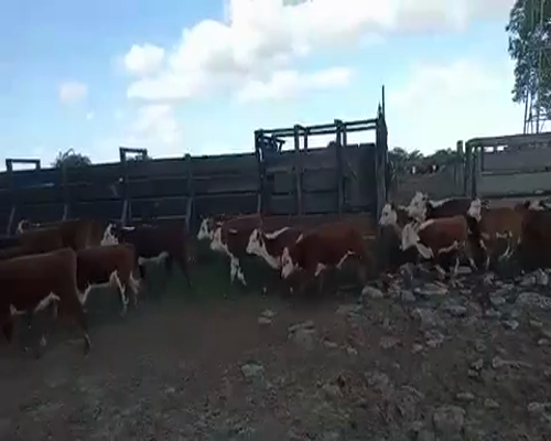 Lote 80 Vacas en Parada Pucheta, Corrientes
