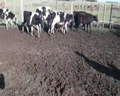 Lote Terneros