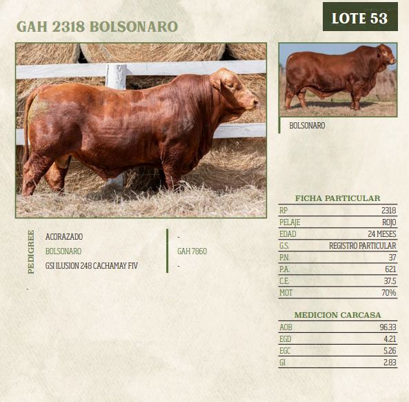 Lote LOTE 53