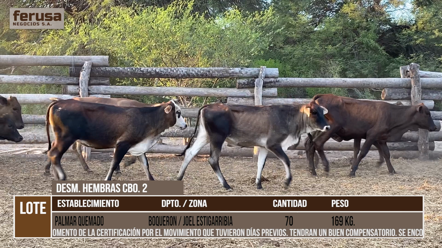 Lote PALMAR QUEMADO  - LOTE 3