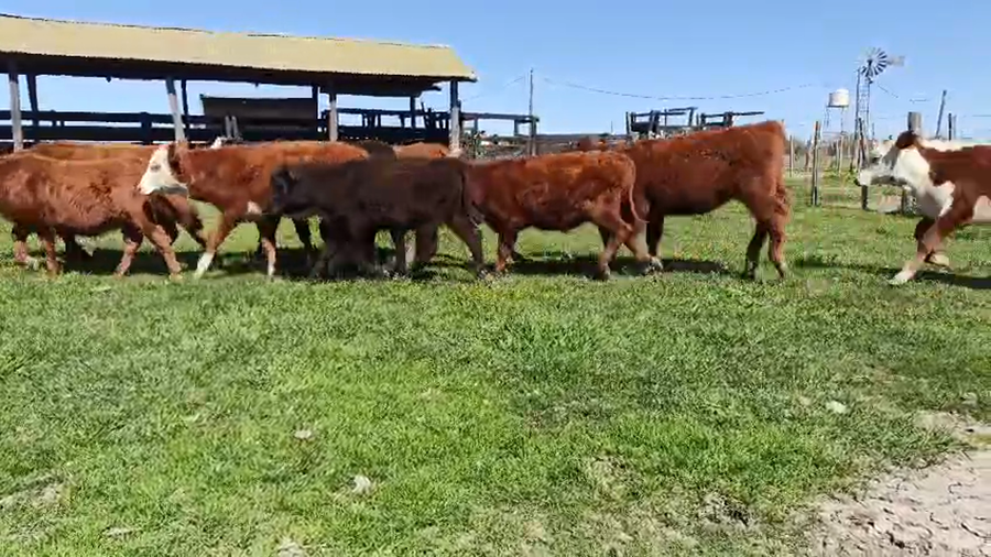 Lote 73 Terneros/as