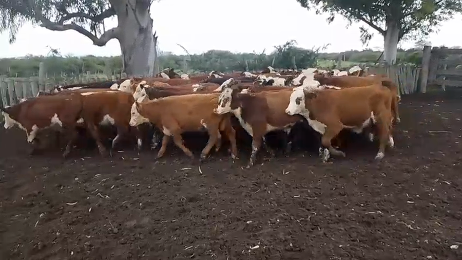 Lote 60 Terneros