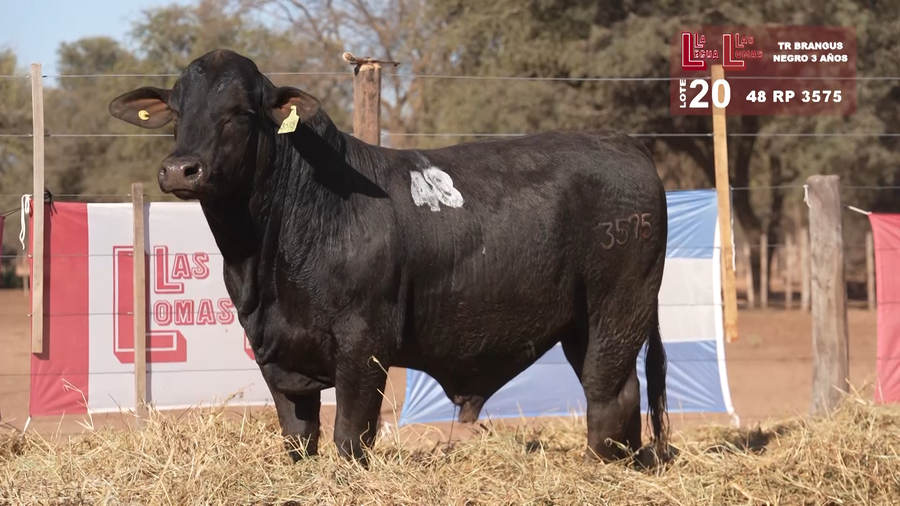 Lote BRANGUS NEGROS 3 AÑOS