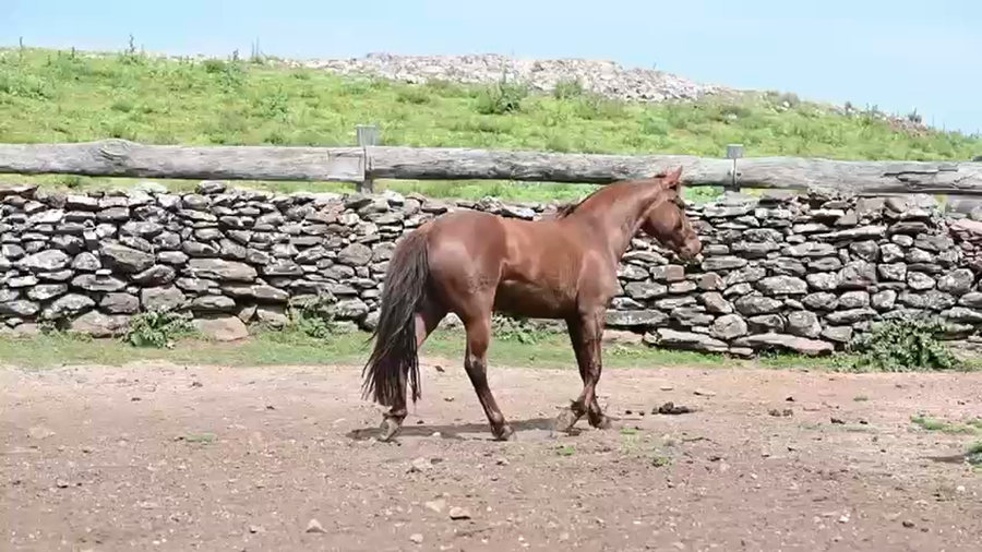 Lote HECHICERA DEL LOCAL