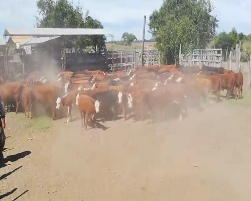 Lote 110 Terneros/as en Federal, Entre Ríos