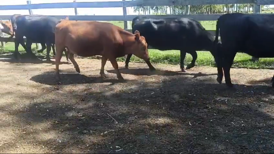 Lote VAQUILLONAS DE 1 A 2