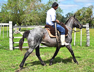 Lote Matasiete sacrilica