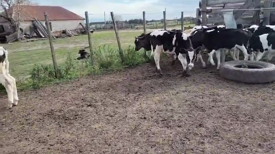 Lote 20 Terneros a remate en Pantalla Camy, San José