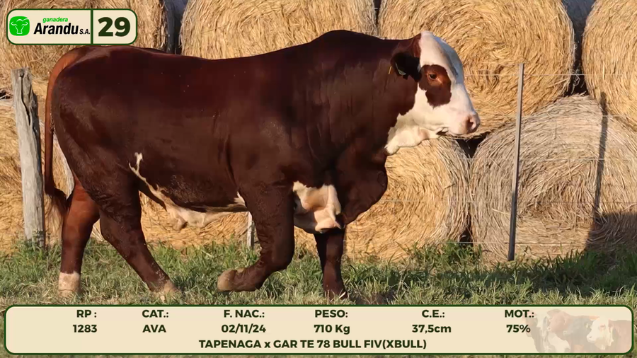 Lote LOTE 29