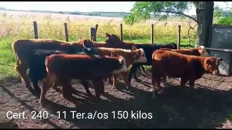Lote TERNEROS Y TERNERAS