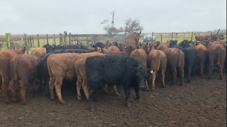 Lote 54 Novillitos
