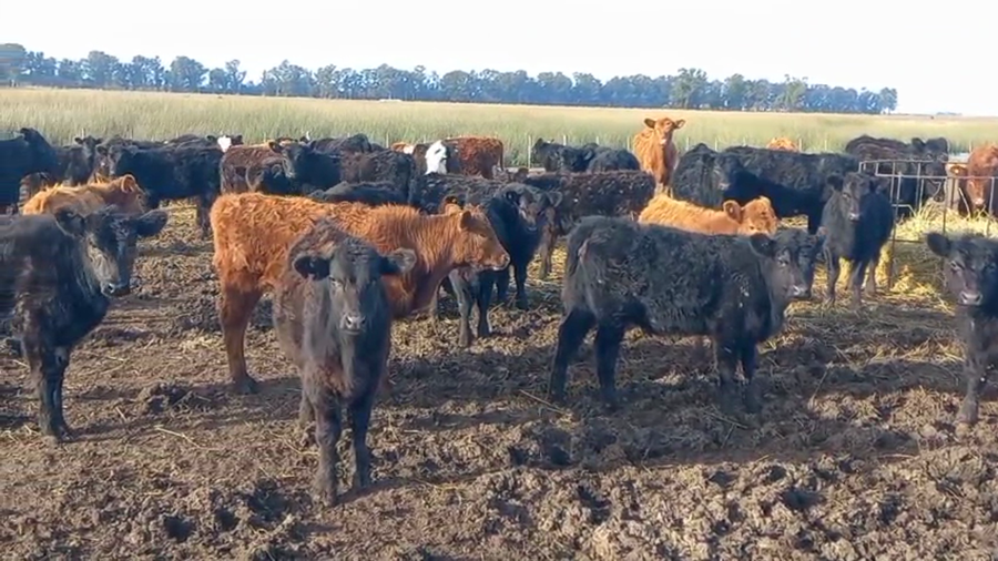 Lote 120 Terneros A TÉRMINO en Laprida