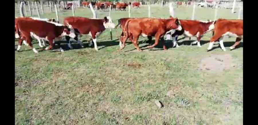 Lote 40 Terneros/as en Villaguay, Entre Ríos