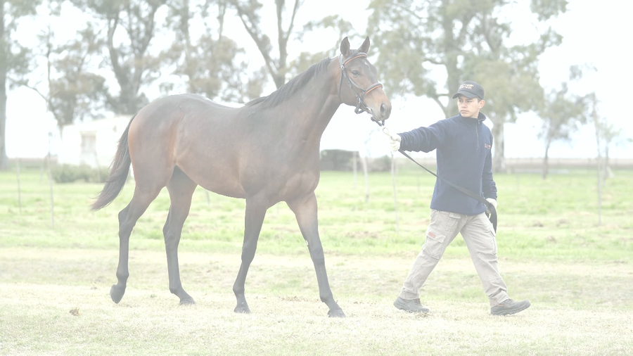 Lote NIPOTE (NICODEMUS -  TAJINA)