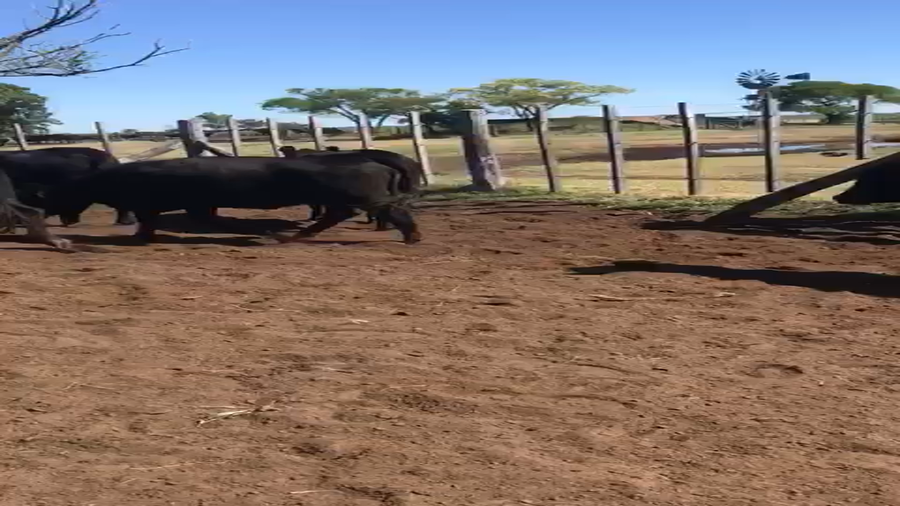 Lote 65 Vaquillonas en Buenos Aires, Carlos Tejedor