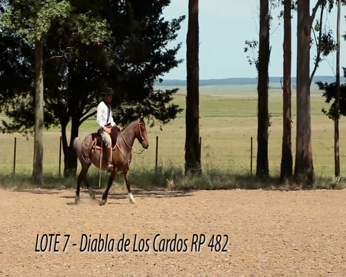 Lote DIABLA DE LOS CARDOS