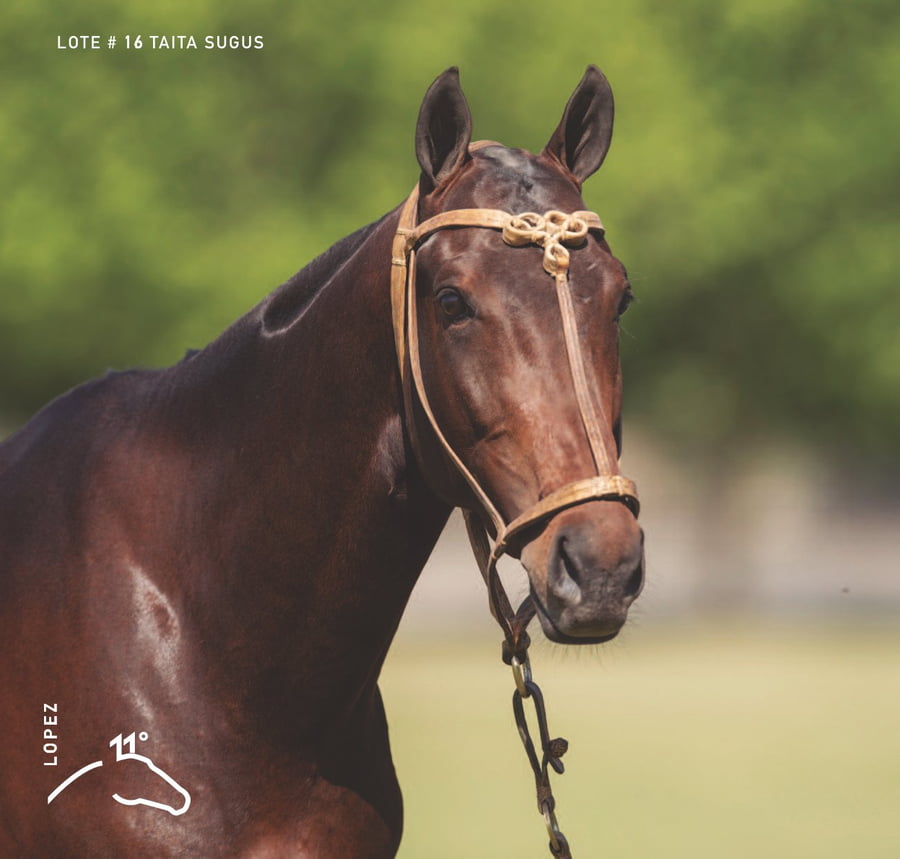 Lote TAITA SUGUS - T/E (ANAY SUR CARAMELO - TAITA FACIL)