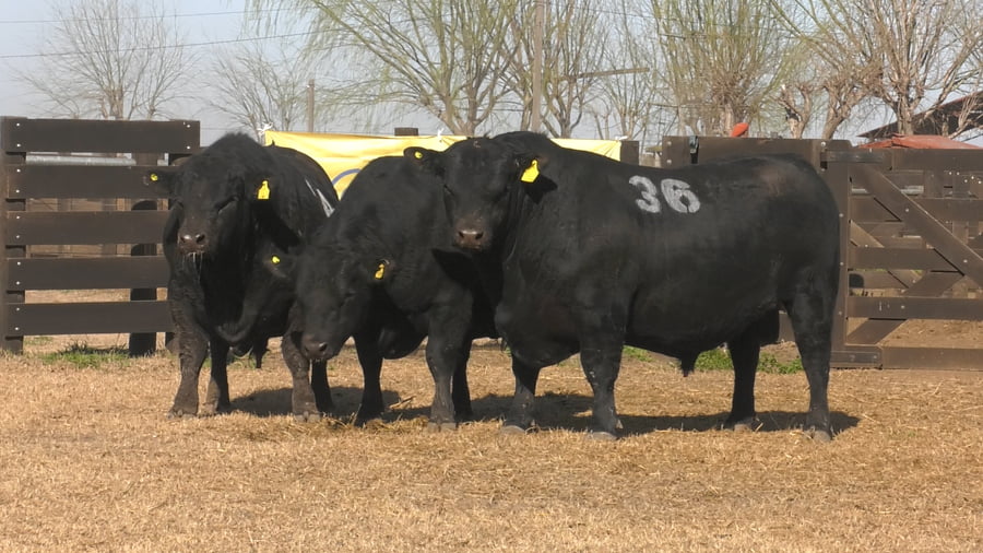 Lote TOROS ANGUS PUROS CONTROLADOS
