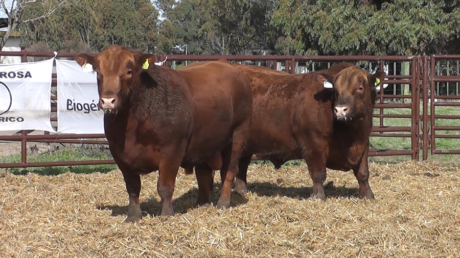 Lote "Toros ""SANTA ROSA"""