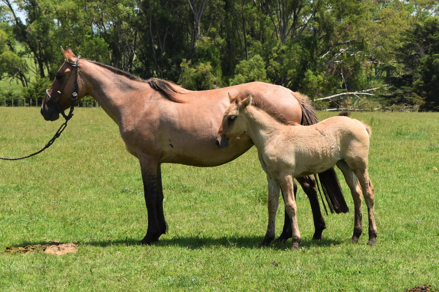 Lote RP 71 - FIGURA TABORDA