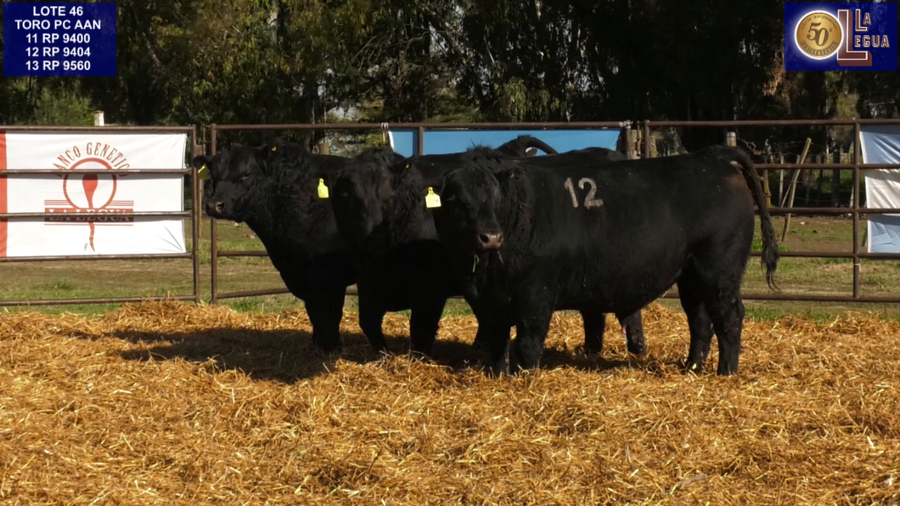 Lote TOROS ANGUS NEGROS PC