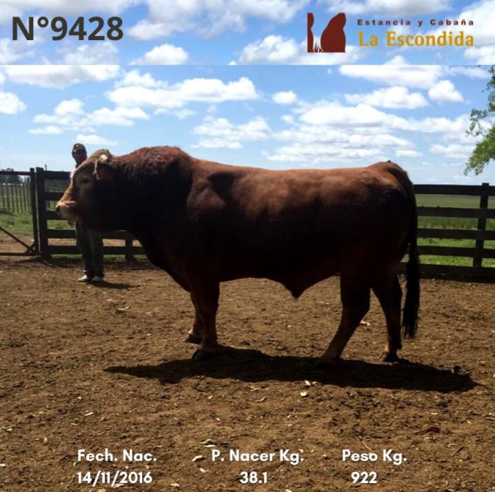 Lote Venta particular de Toros Limousin