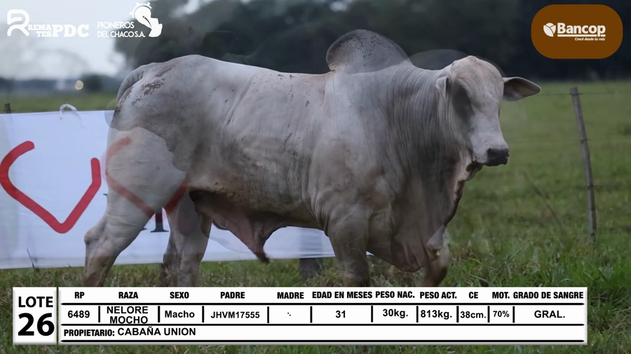 Lote Lote 26