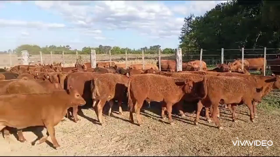 Lote 56 Novillitos